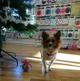 Christmas Bauble - Santa Paws With Dog Treats Inside