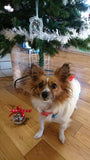 Christmas Bauble - Santa Paws With Dog Treats Inside